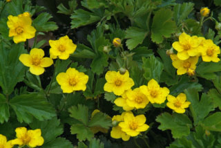 Waldsteinia ternata bestellen